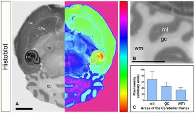 Cellular Diversity and Differential Subcellular Localization of the G-Protein Gαo Subunit in the Mouse Cerebellum